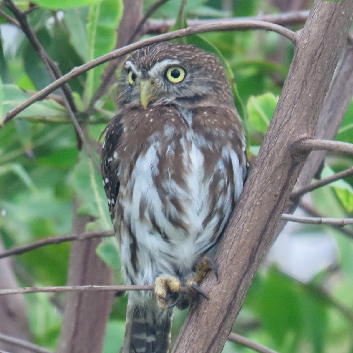 Ferruginous Pygmy-Owl - ML618469414
