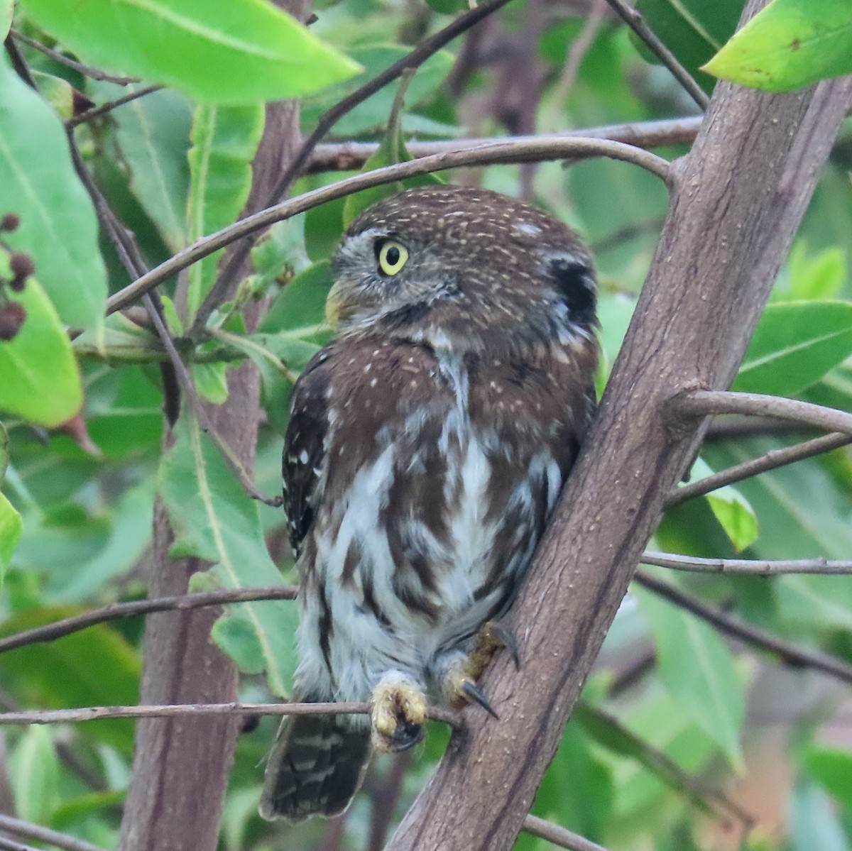 Ferruginous Pygmy-Owl - ML618469416