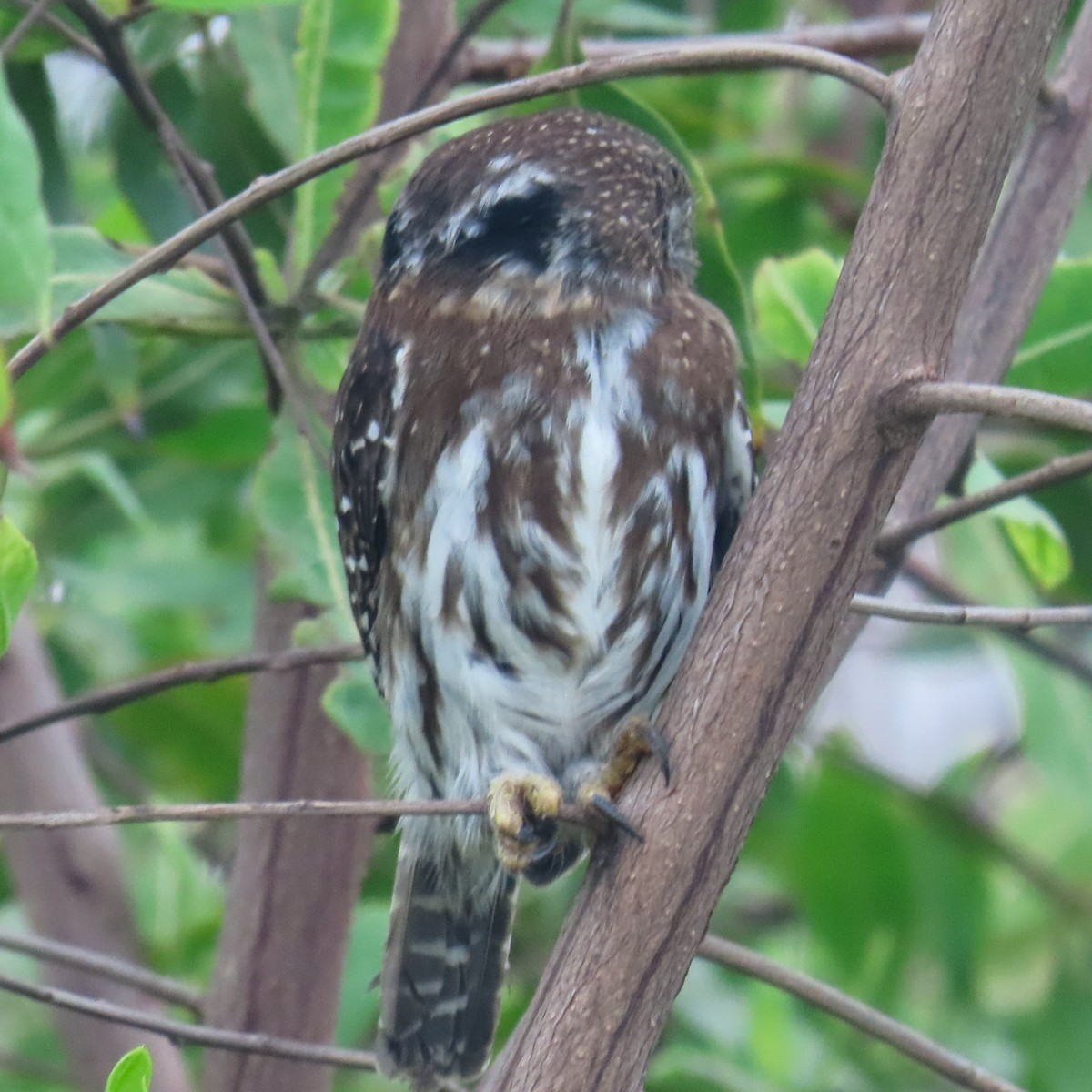 Ferruginous Pygmy-Owl - ML618469418