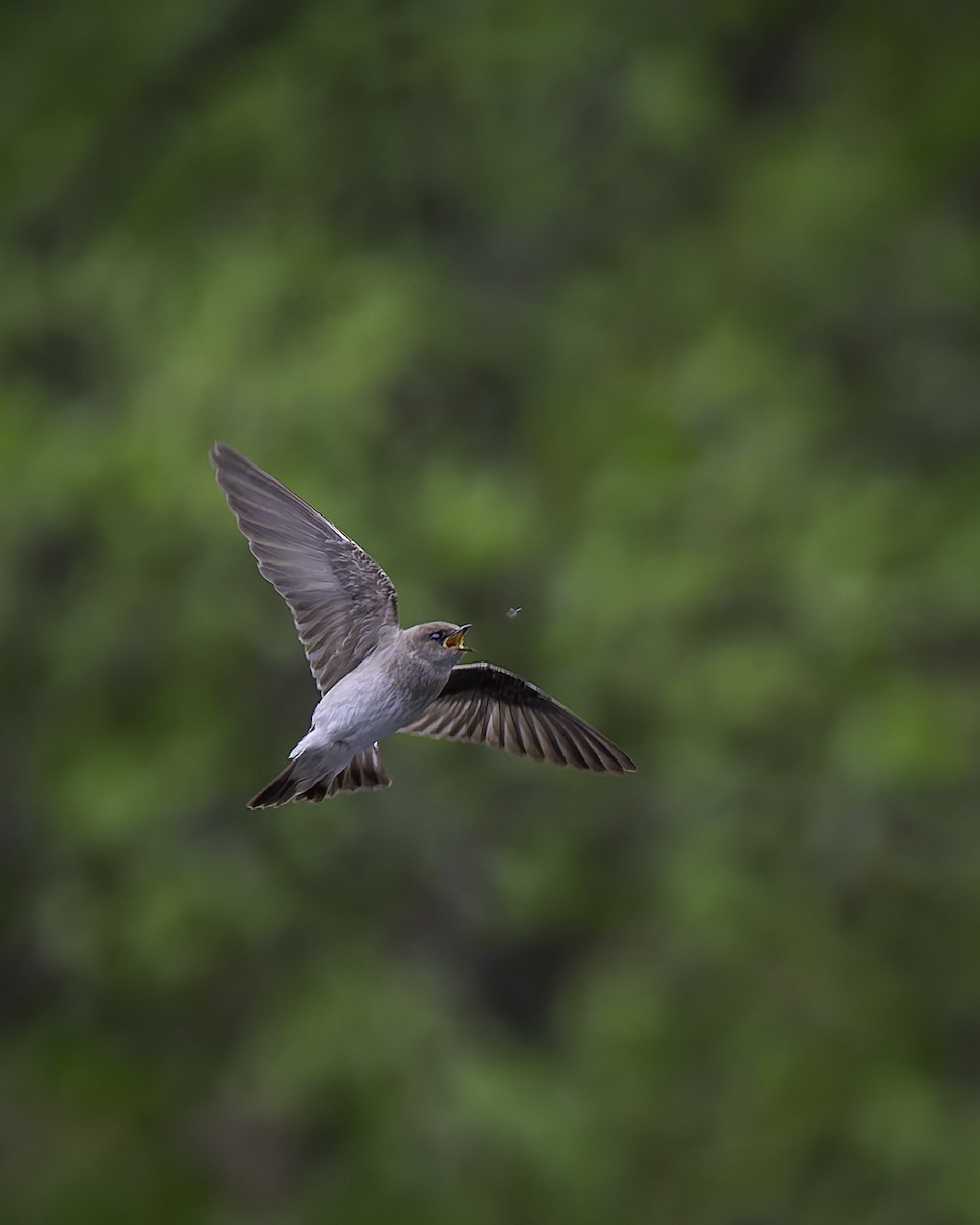 Northern Rough-winged Swallow - ML618469425