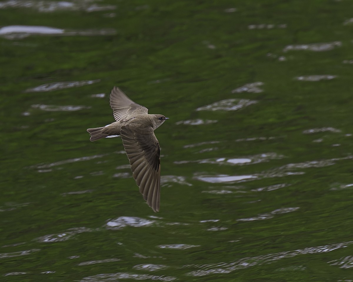 Northern Rough-winged Swallow - ML618469426
