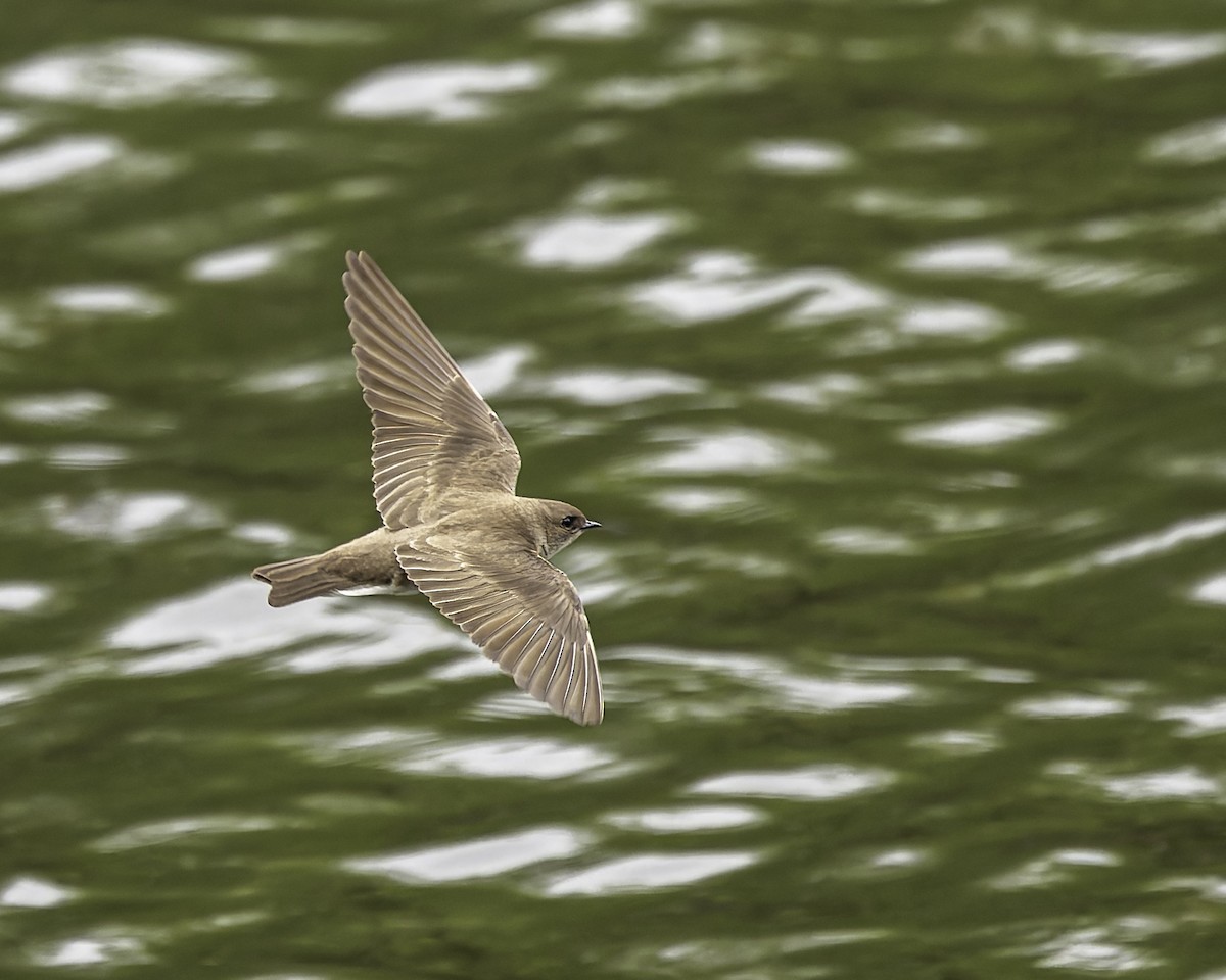 Northern Rough-winged Swallow - ML618469427