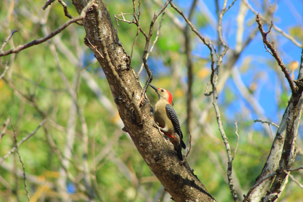Golden-fronted Woodpecker - ML618469478