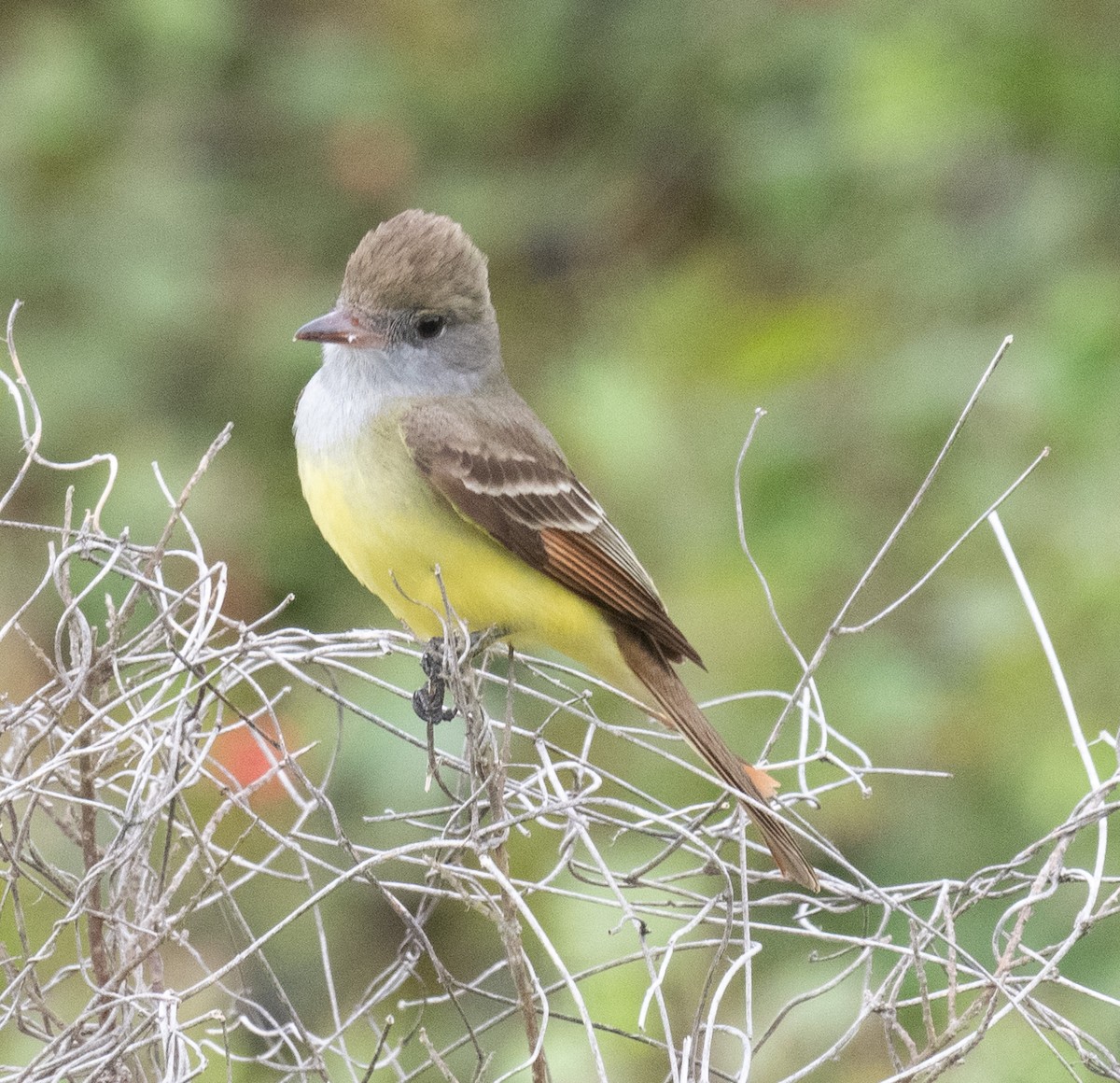 Great Crested Flycatcher - ML618469486