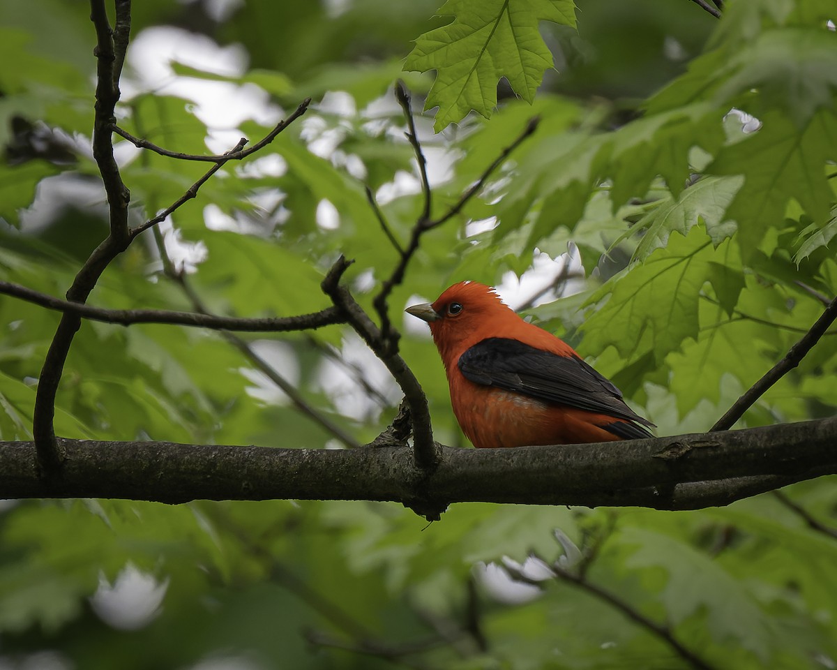 Scarlet Tanager - ML618469488