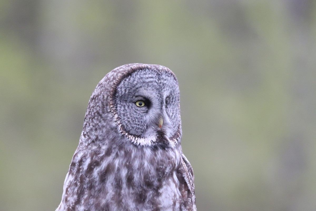 Great Gray Owl - ML618469496
