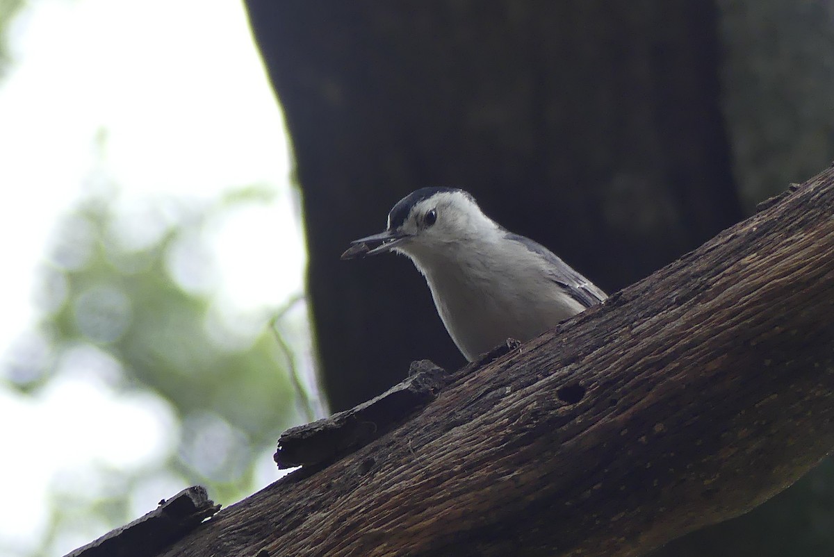 White-breasted Nuthatch - ML618469571