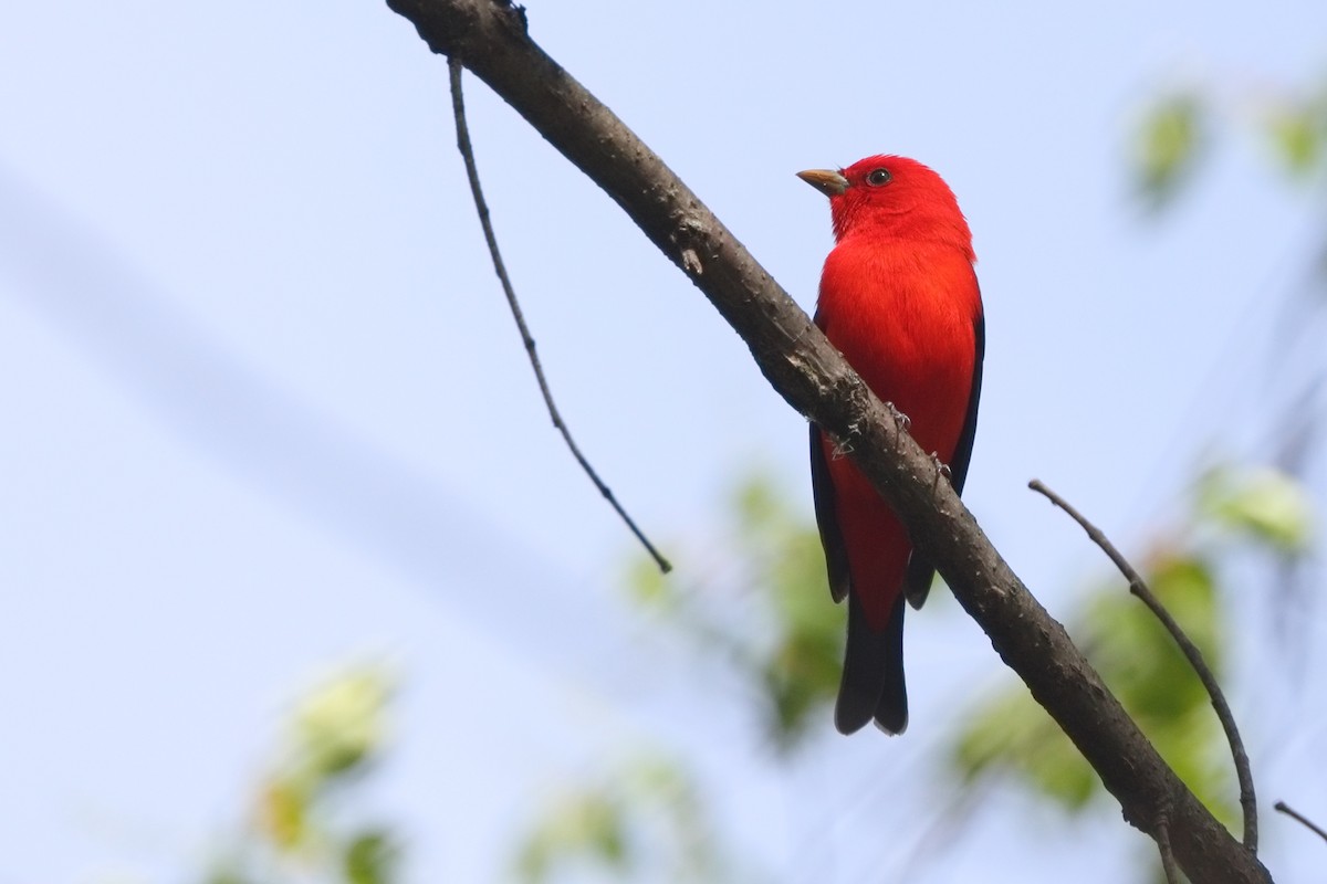 Scarlet Tanager - ML618469593