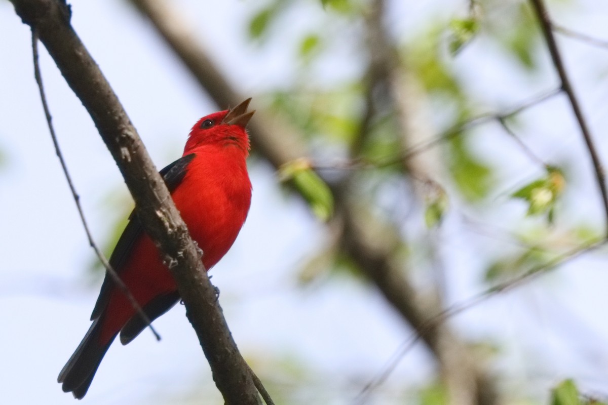 Scarlet Tanager - ML618469594