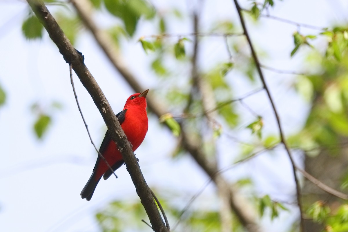 Scarlet Tanager - ML618469595