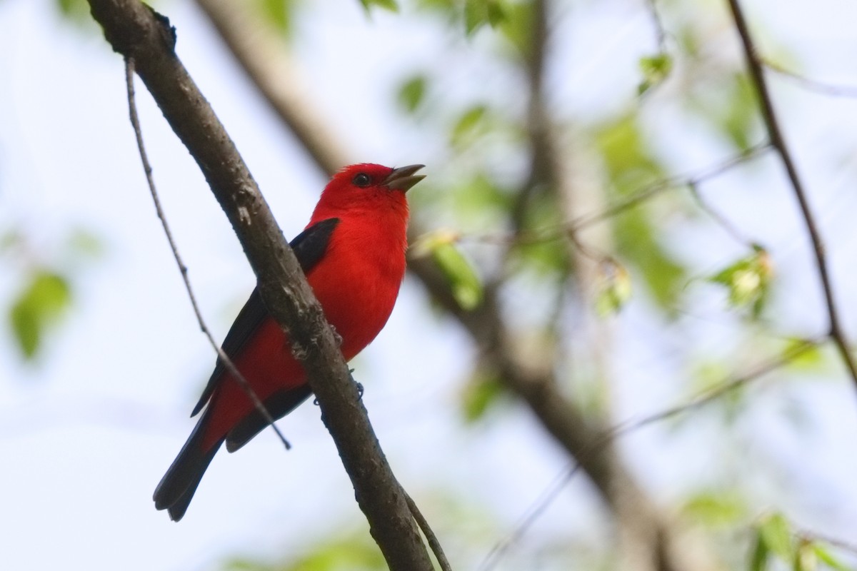 Scarlet Tanager - ML618469596