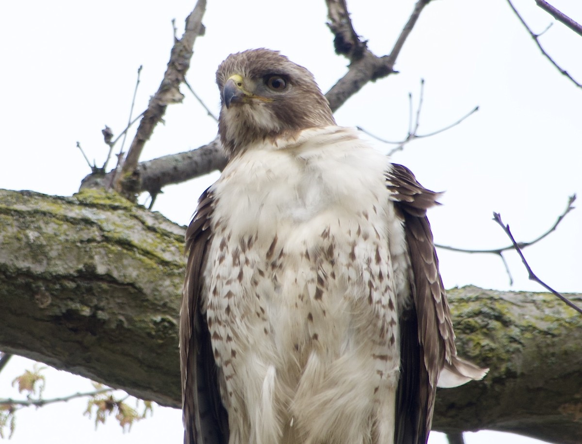 Red-tailed Hawk - ML618469640