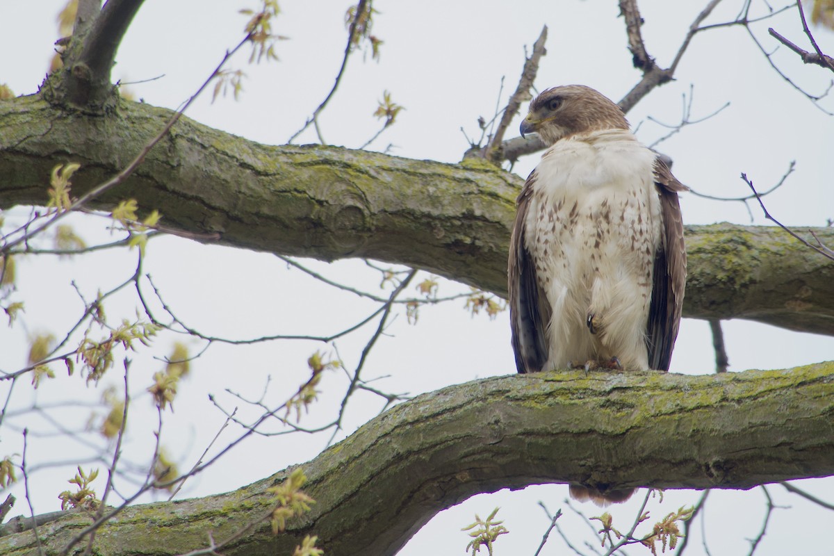 Red-tailed Hawk - ML618469642