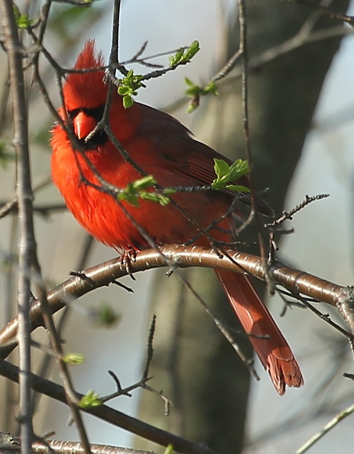 Northern Cardinal - sicloot