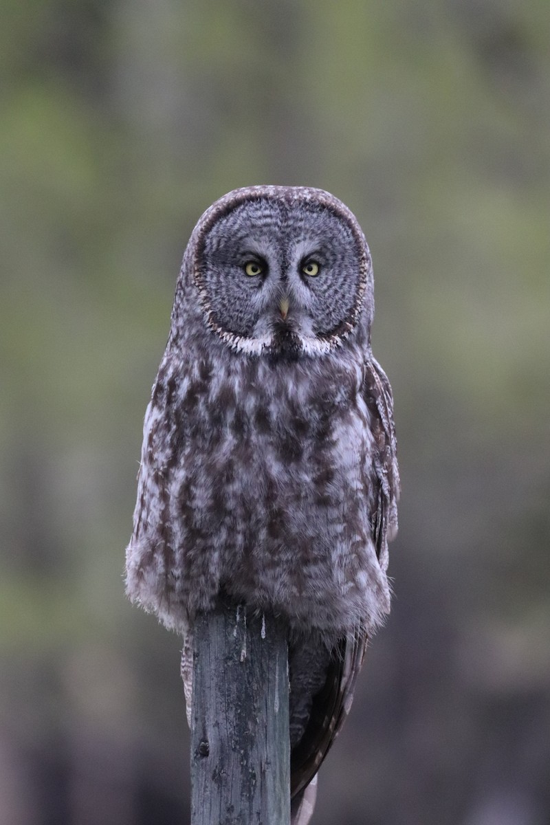 Great Gray Owl - ML618469710