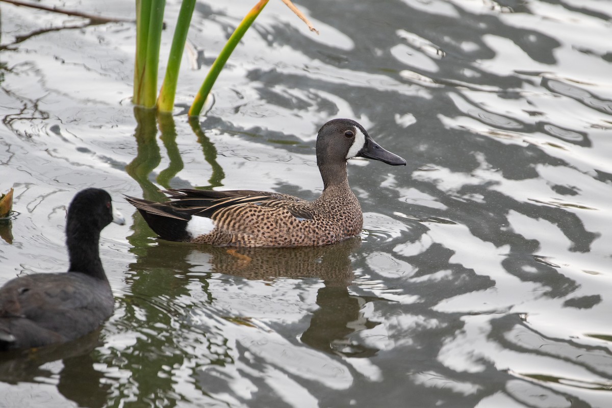 Blue-winged Teal - ML618469716