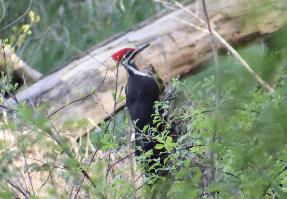 Pileated Woodpecker - ML618469738