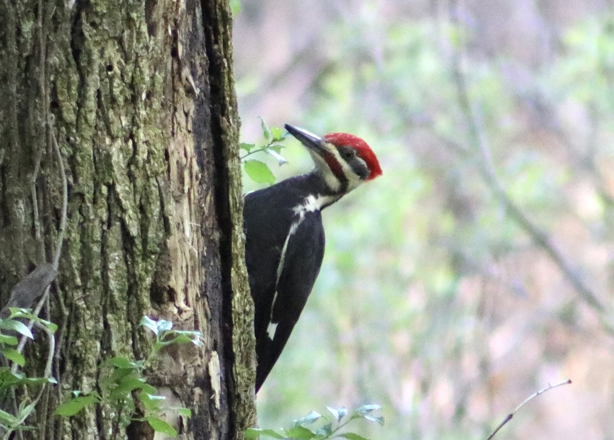 Pileated Woodpecker - ML618469739