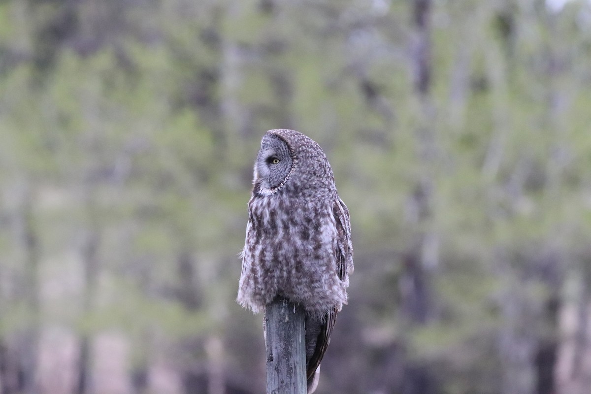 Great Gray Owl - ML618469758