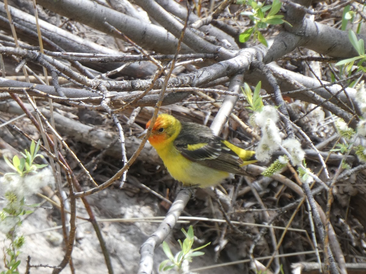 Western Tanager - ML618469760