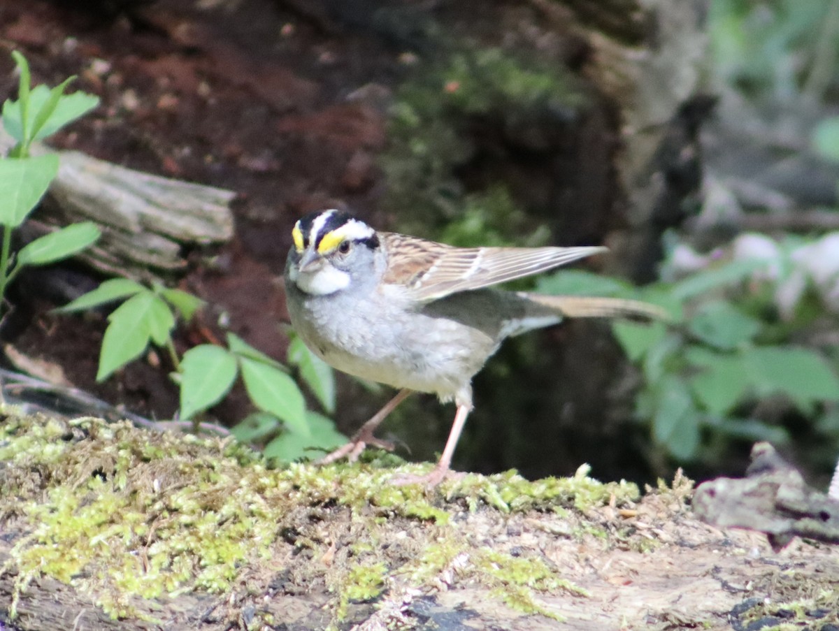 White-throated Sparrow - ML618469768