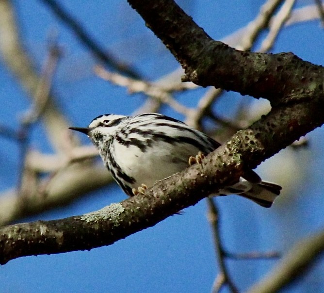 Black-and-white Warbler - ML618469820