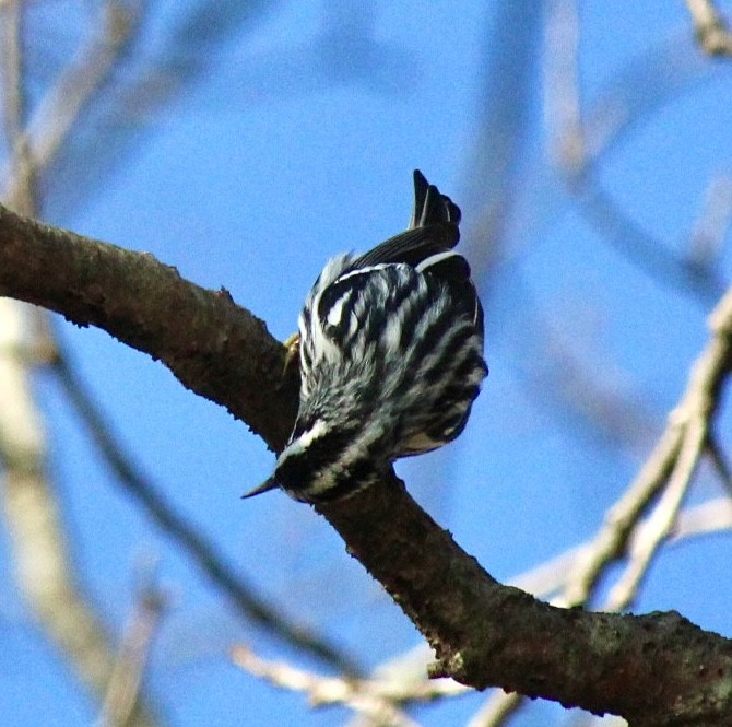 Black-and-white Warbler - ML618469822