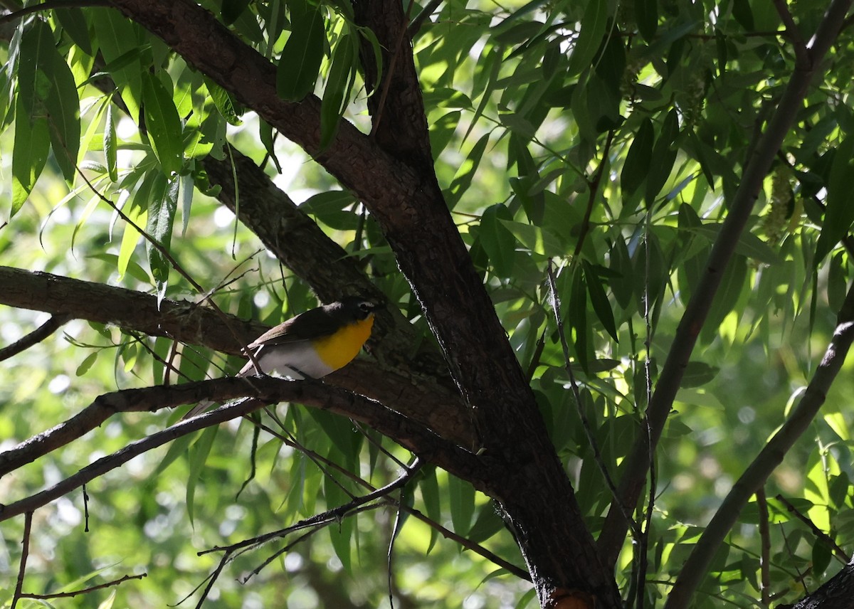 Yellow-breasted Chat - ML618469865