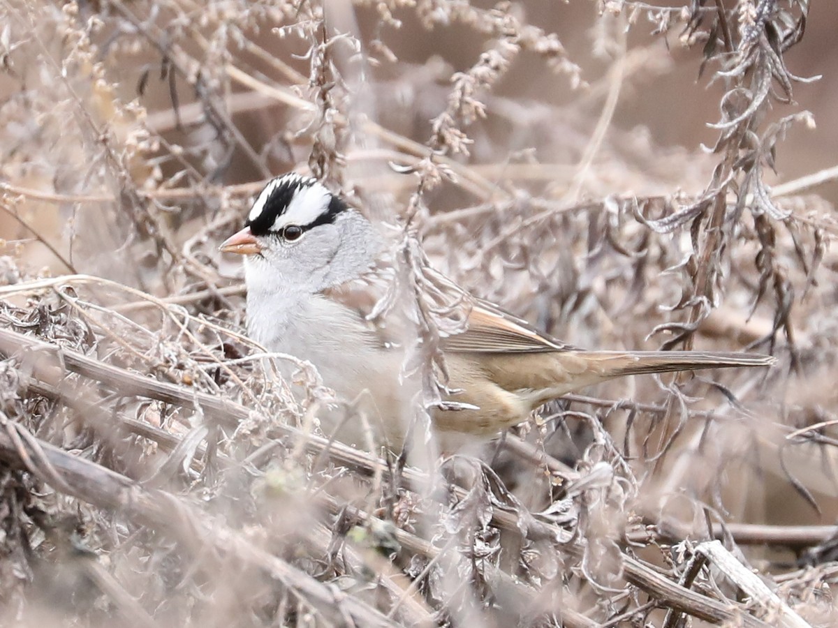 White-crowned Sparrow - ML618469877