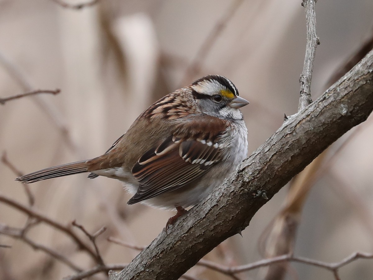 White-throated Sparrow - ML618469879