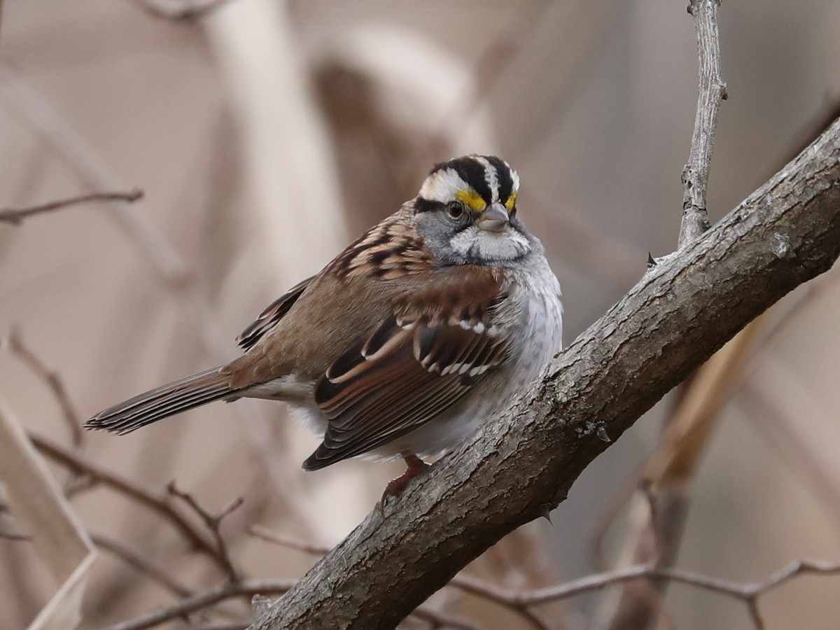 White-throated Sparrow - ML618469880