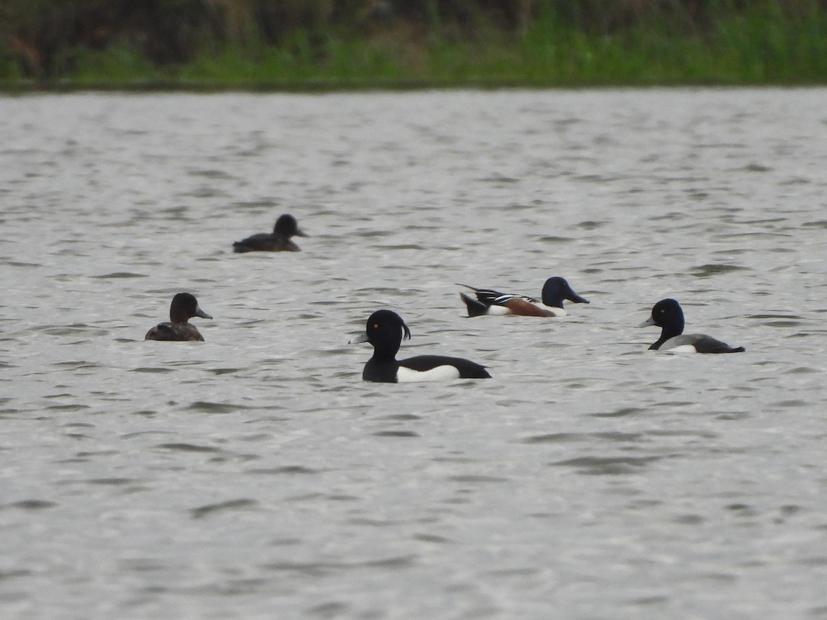 Tufted Duck - ML618469881