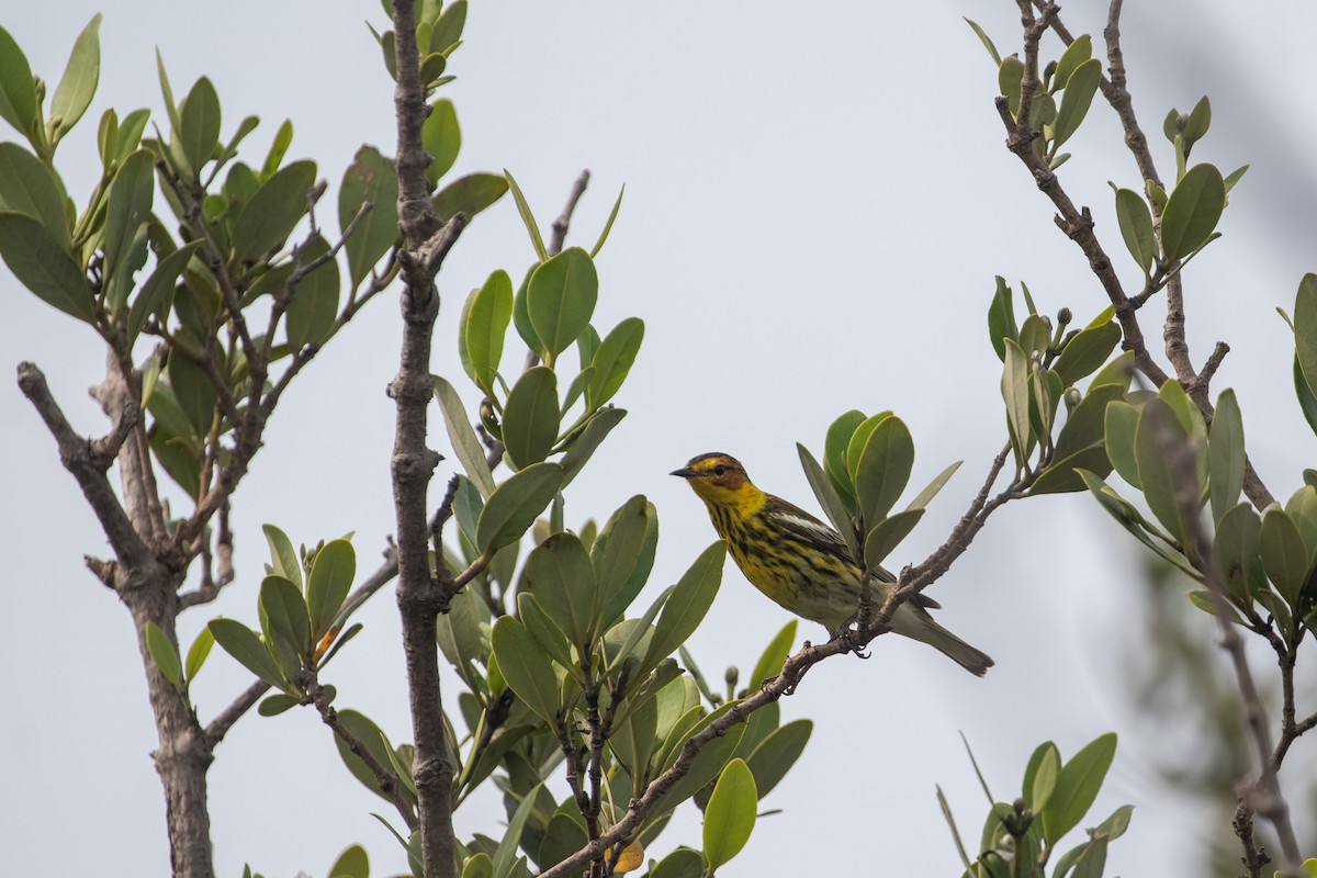 Cape May Warbler - ML618469886