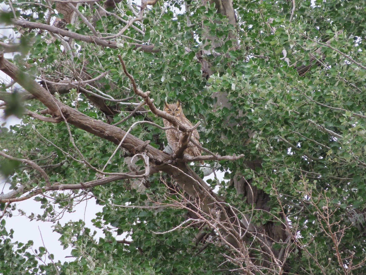 Great Horned Owl - ML618469892