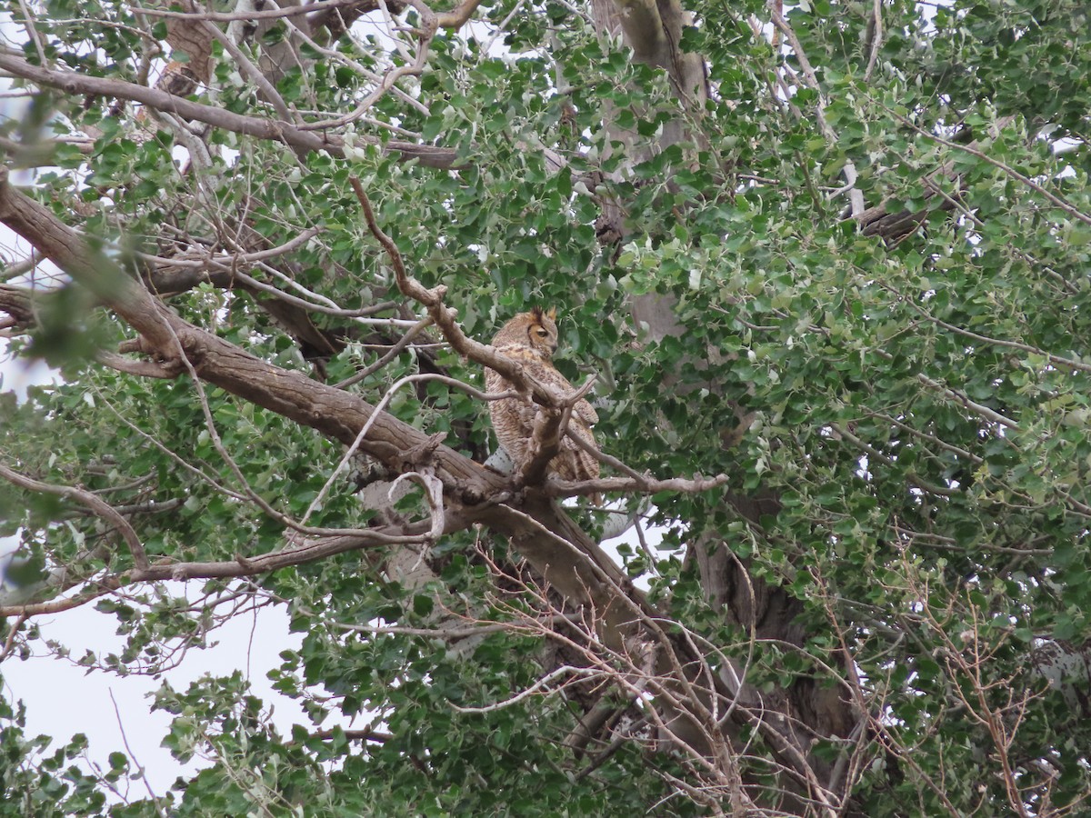 Great Horned Owl - ML618469893