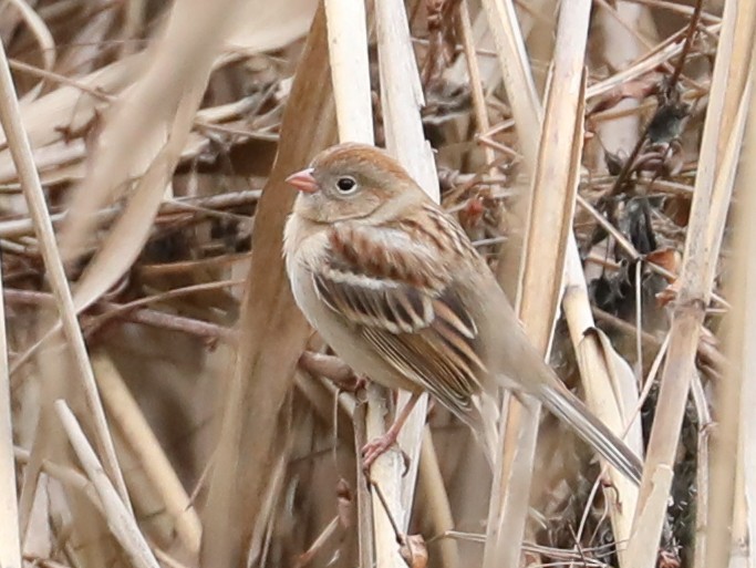 Field Sparrow - ML618469946