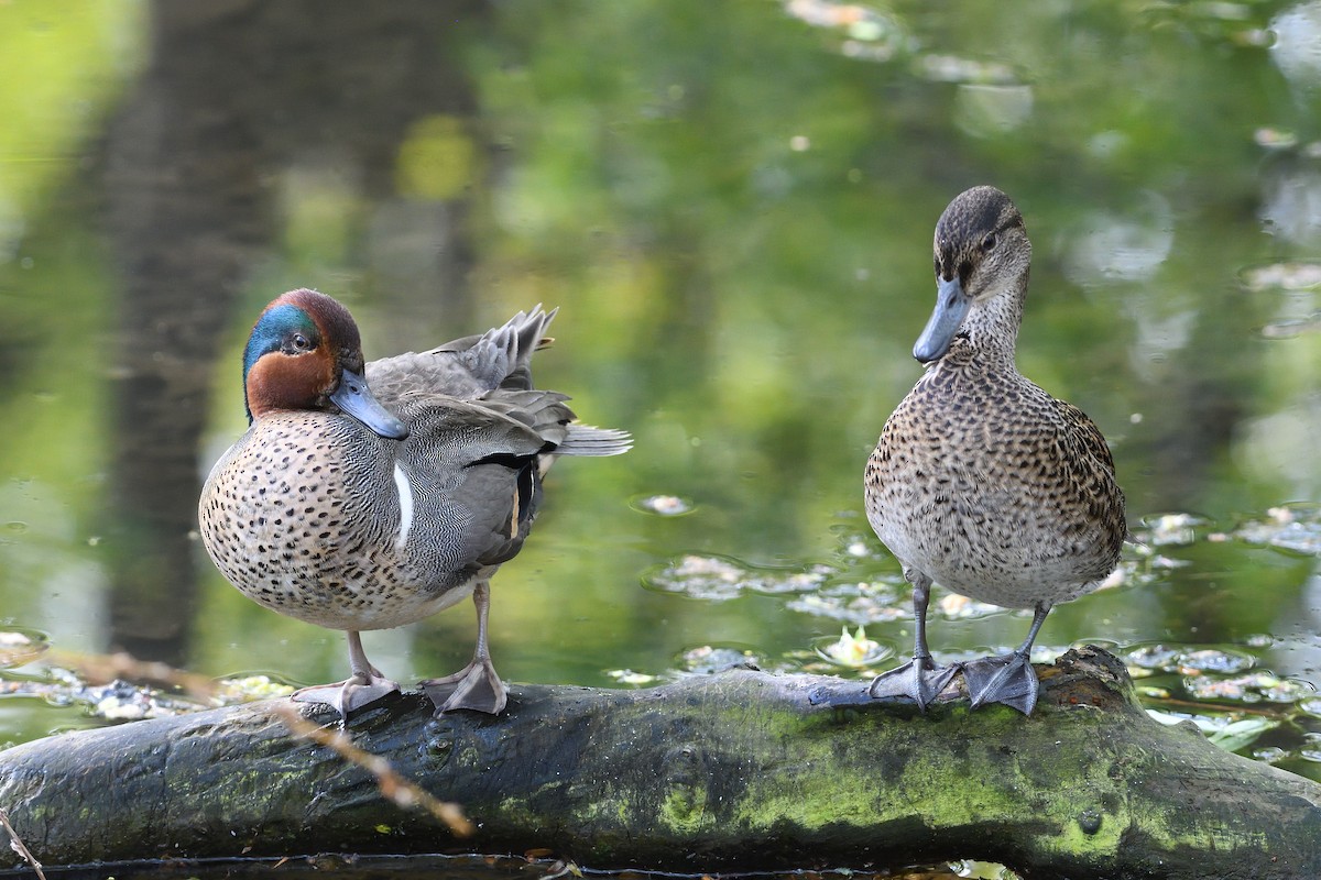Green-winged Teal (American) - terence zahner