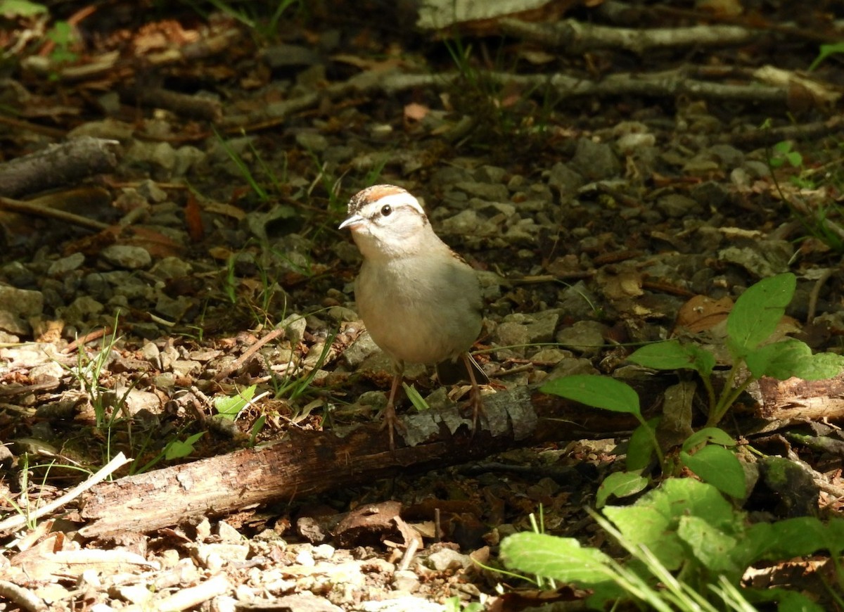 Chipping Sparrow - ML618469962