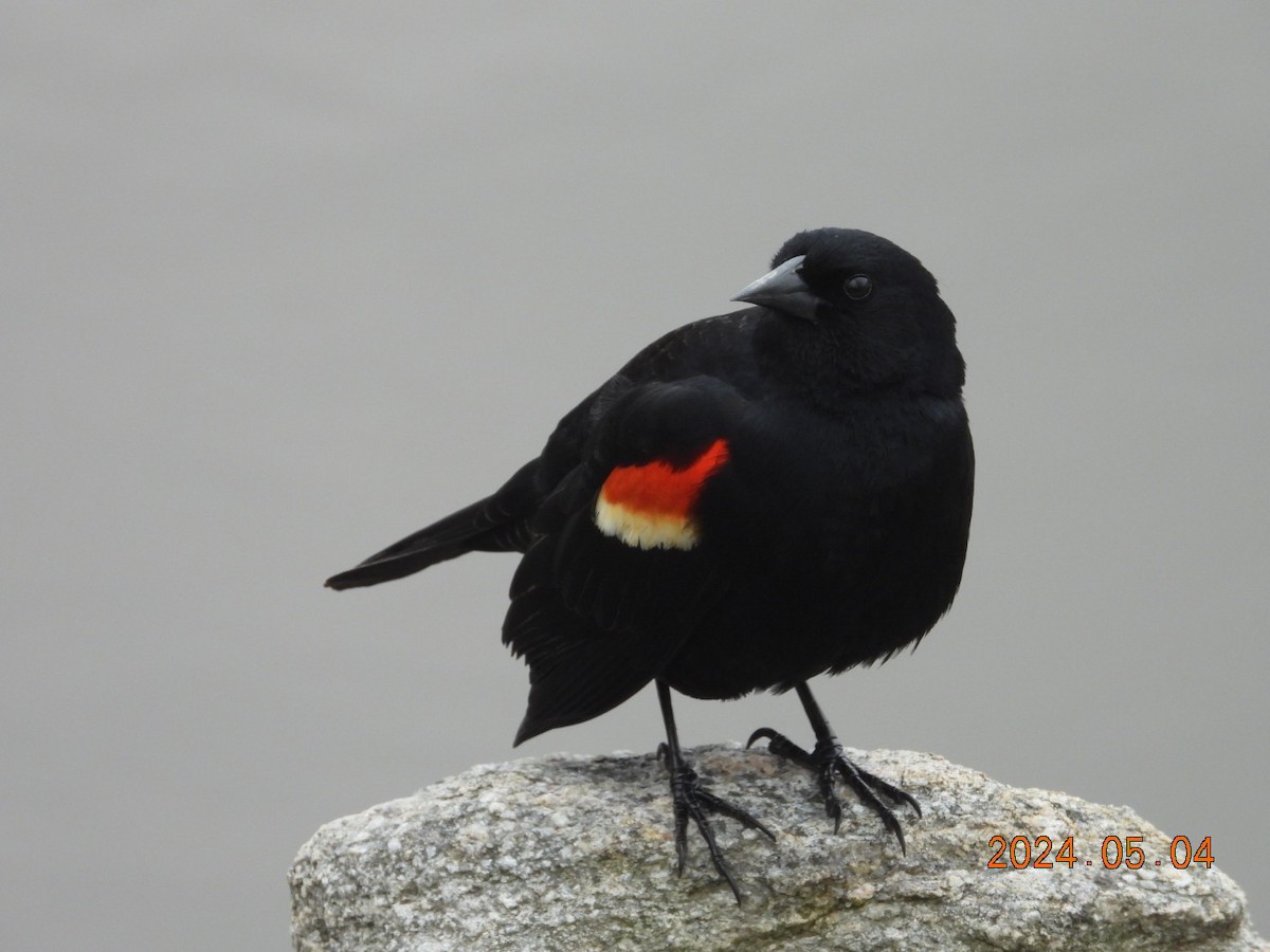 Red-winged Blackbird - Lyne Pelletier
