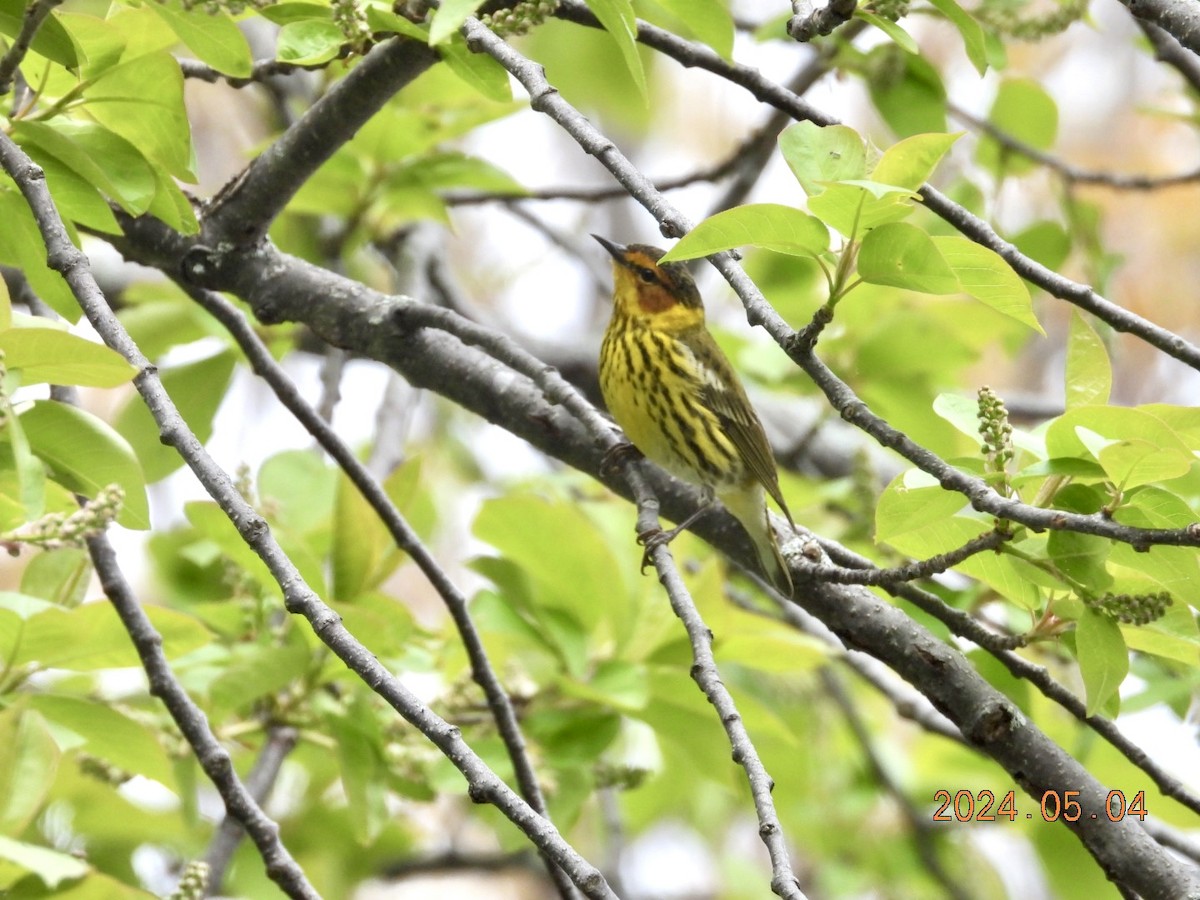 Cape May Warbler - ML618470037