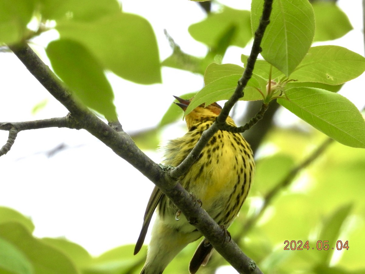 Cape May Warbler - ML618470038