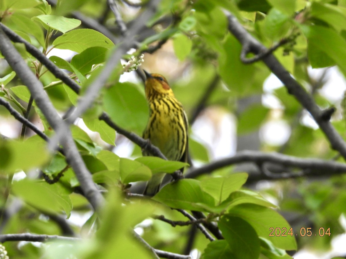 Cape May Warbler - ML618470039