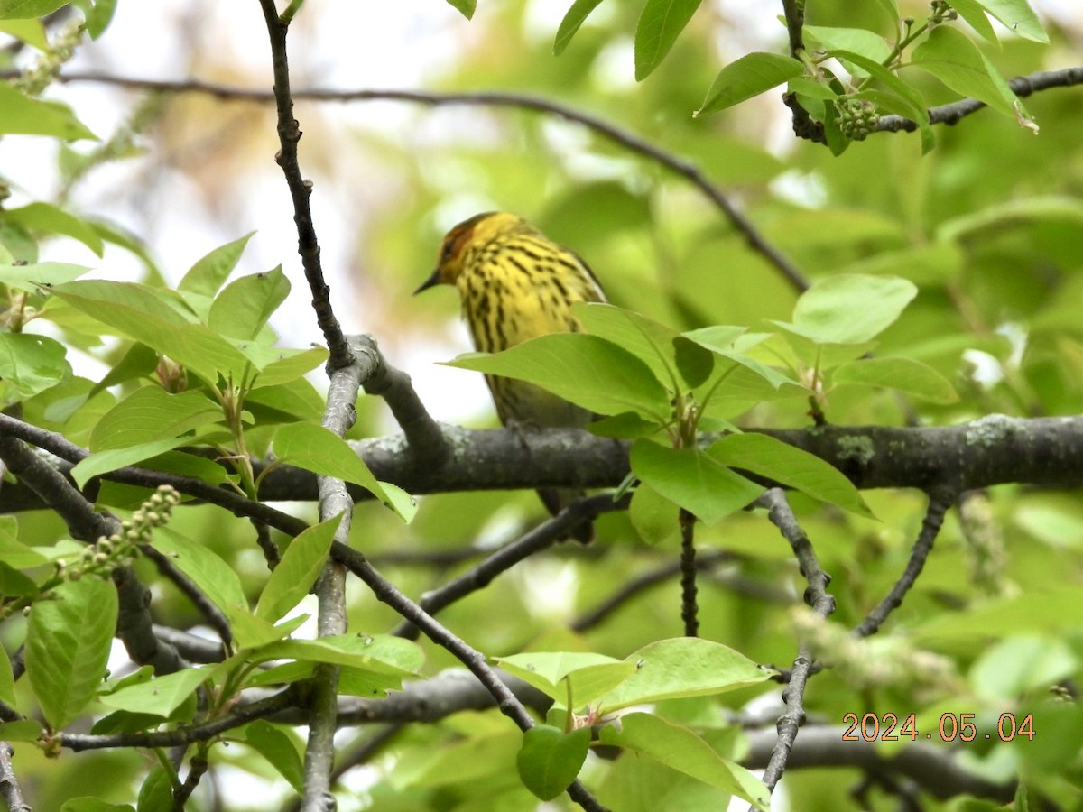 Cape May Warbler - ML618470040