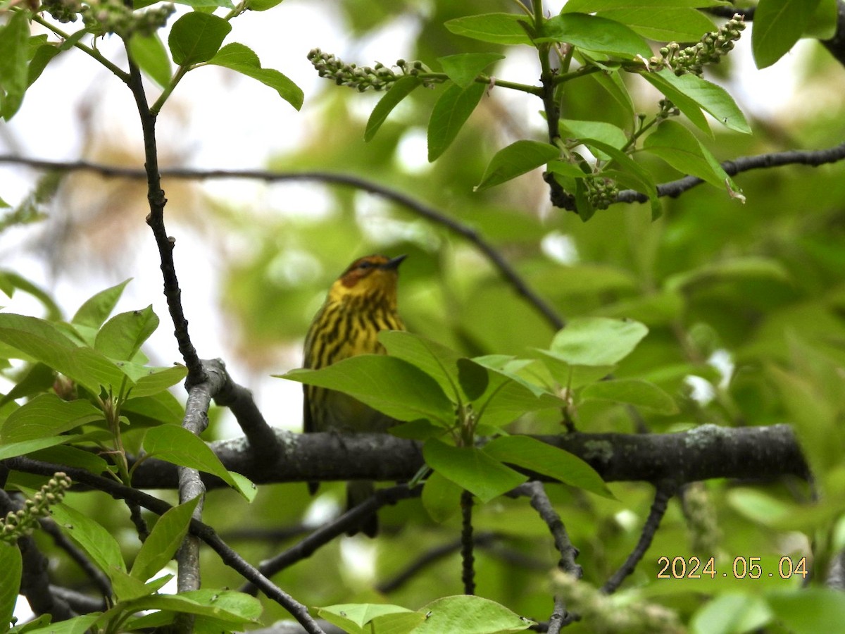 Cape May Warbler - ML618470041