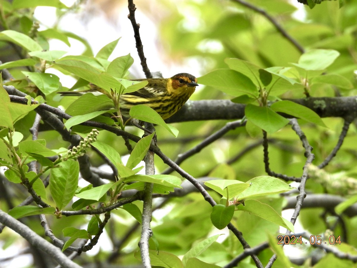 Cape May Warbler - ML618470042