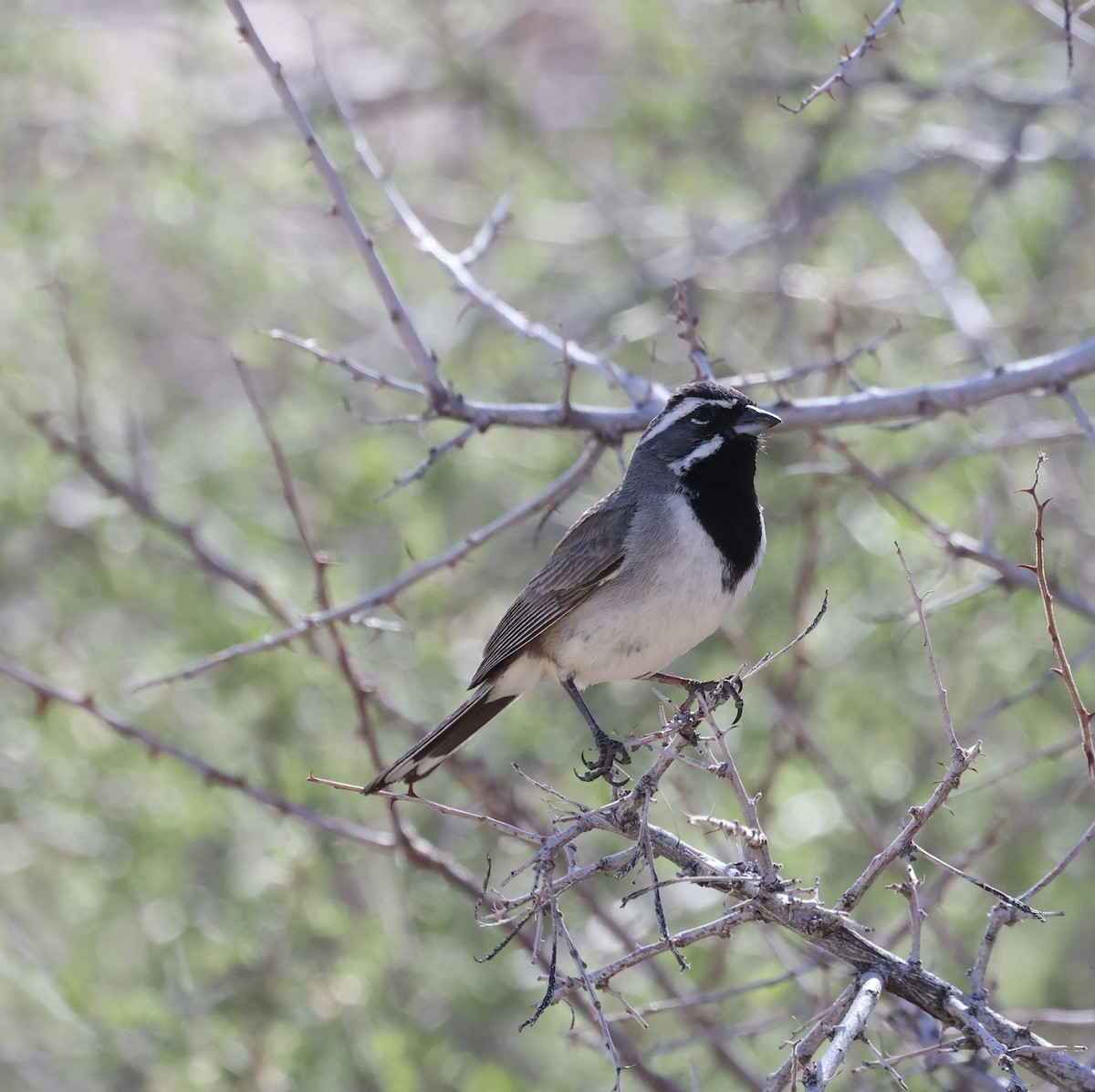 Black-throated Sparrow - ML618470097