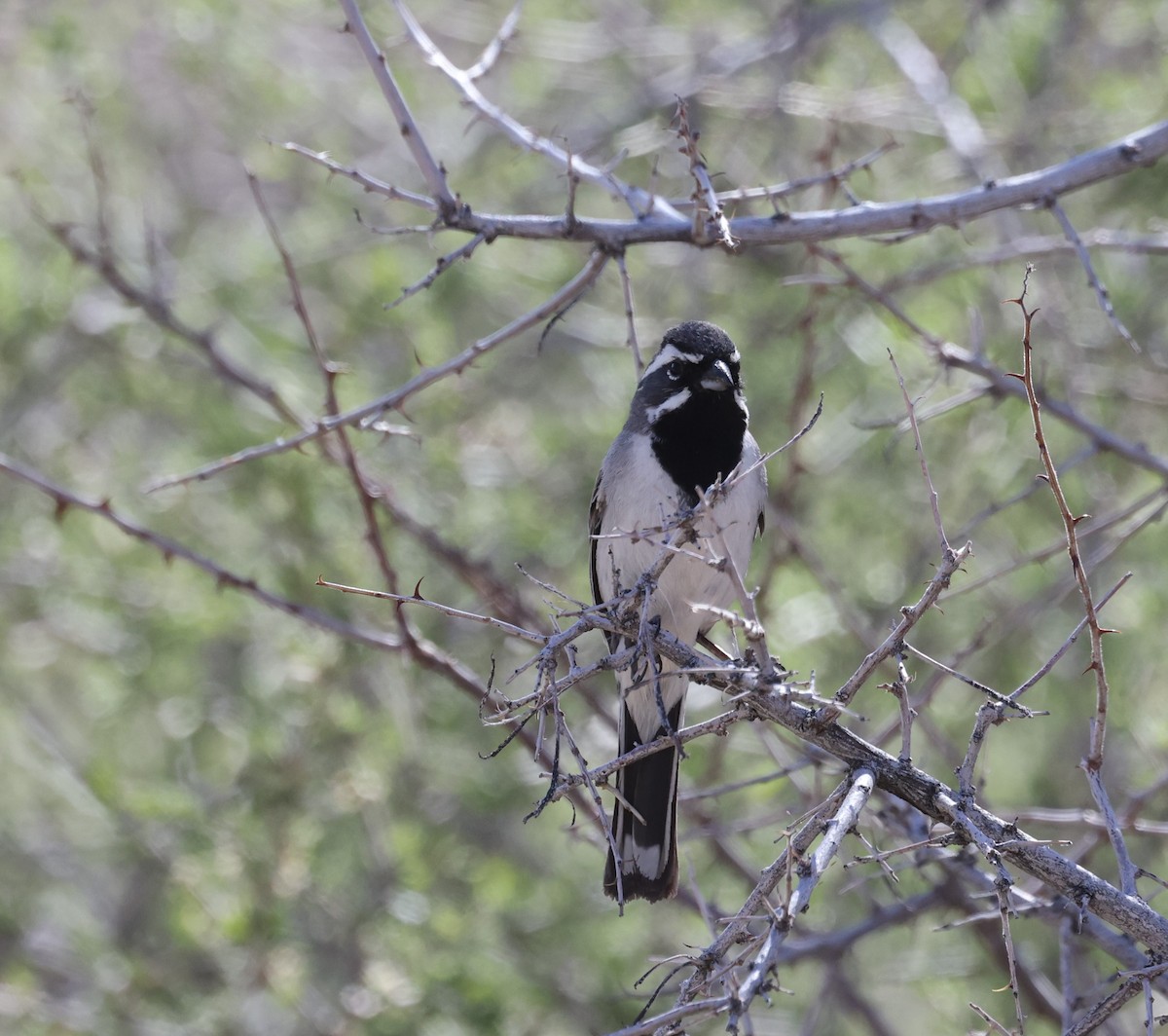 Black-throated Sparrow - Amanda Gaskin
