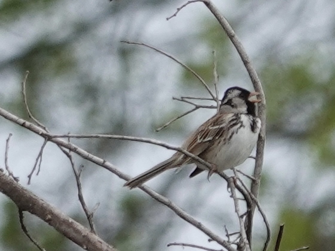 Harris's Sparrow - ML618470102
