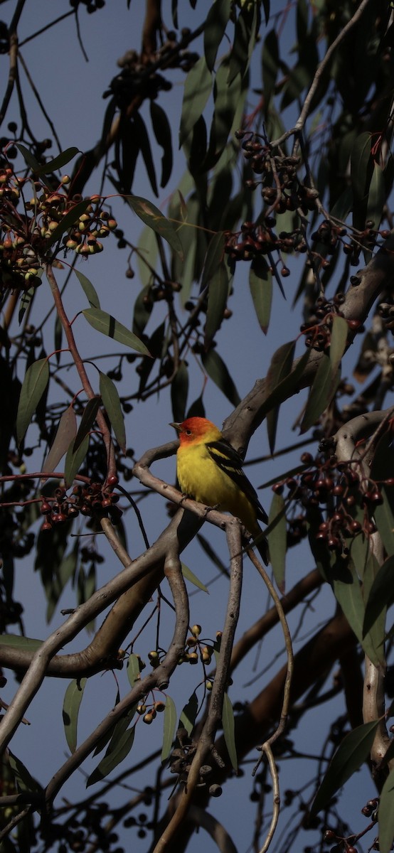 Western Tanager - ML618470105