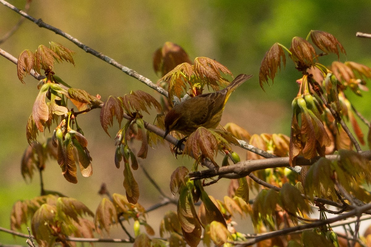 lesňáček bažinný (ssp. hypochrysea) - ML618470109
